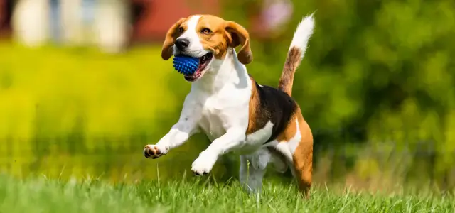 Comportamento Canino