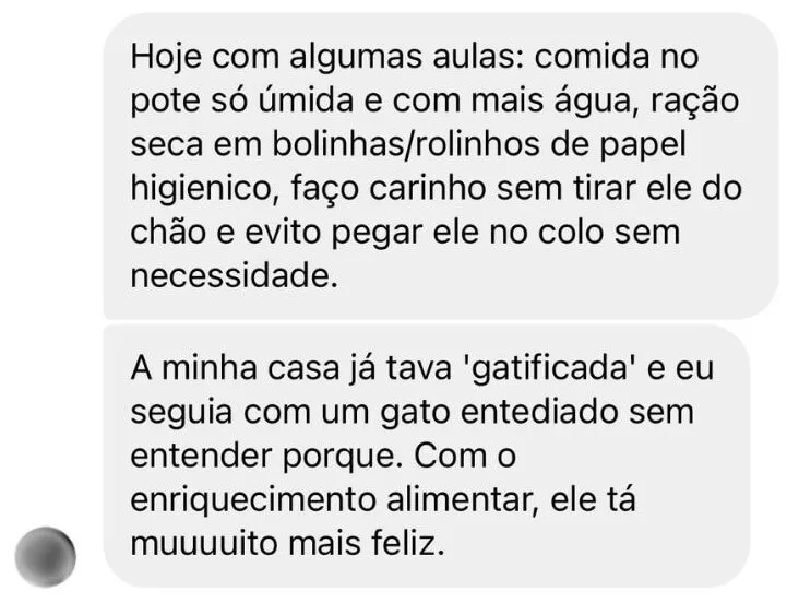 Depoimento: com a ração em rolinhos e bolinhas de papel, o gato que vivia entediado está muito mais feliz