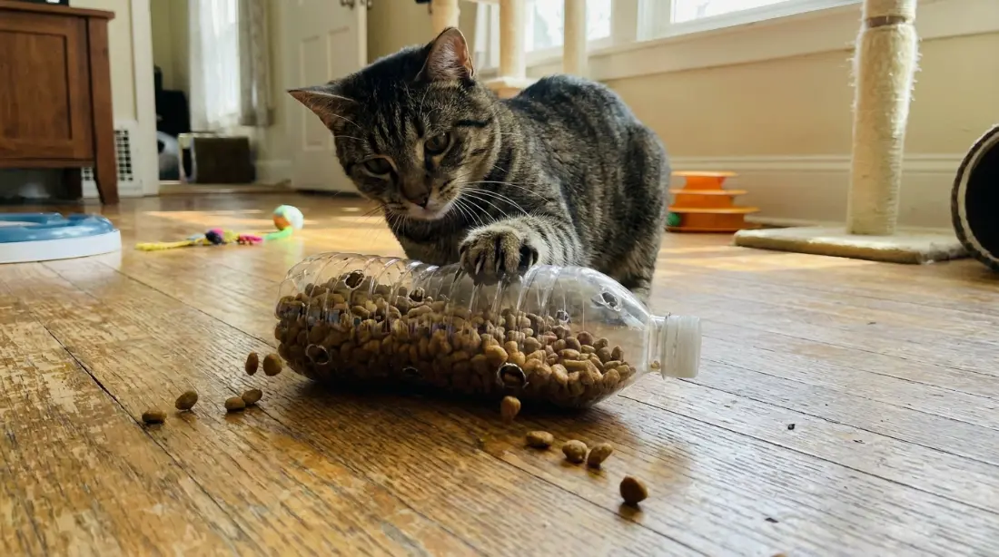 Gato rajado brincando de enriquecimento alimentar com uma garrafa PET furada cheia de ração