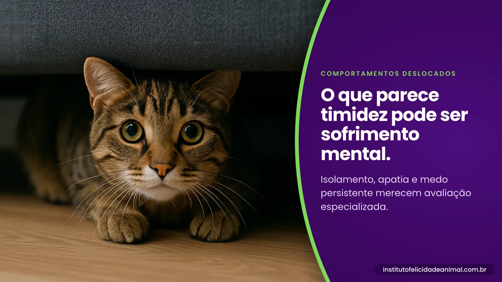 Gato tigrado de olhos arregalados escondido embaixo do sofá, ao lado do texto: o que parece timidez pode ser sofrimento mental. Isolamento, apatia e medo persistente merecem avaliação especializada.