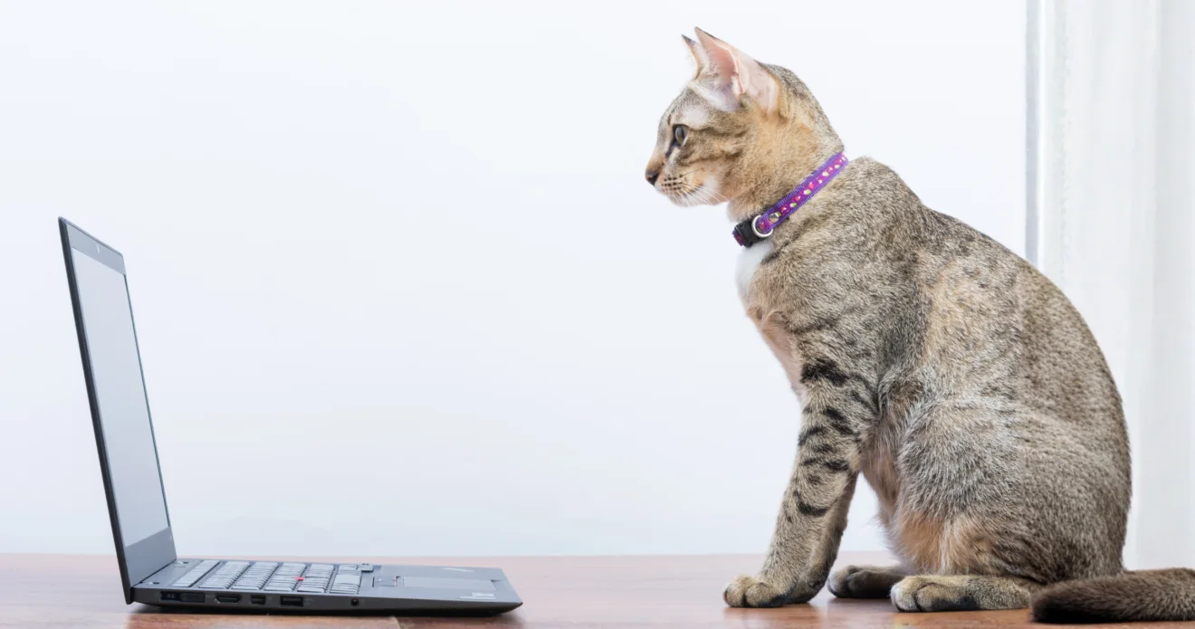 Gato sentado na mesa observa a tela de um notebook.