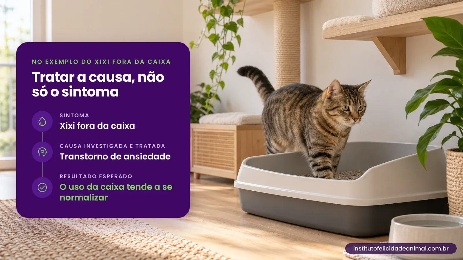 Gato tigrado saindo da caixa de areia. No exemplo do xixi fora da caixa, tratar a causa e não só o sintoma: o sintoma é o xixi fora da caixa, a causa investigada e tratada é um transtorno de ansiedade e o resultado esperado é que o uso da caixa tende a se normalizar.
