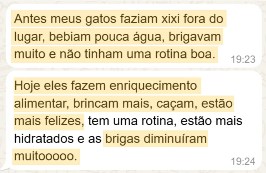 Depoimento: os gatos faziam xixi fora do lugar e brigavam, hoje têm rotina, brincam mais e estão mais felizes